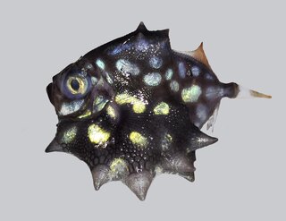 Oreo Dory: дълбоководната риба, която из...