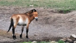 Конят на Пржевалски: завръщането на диви...