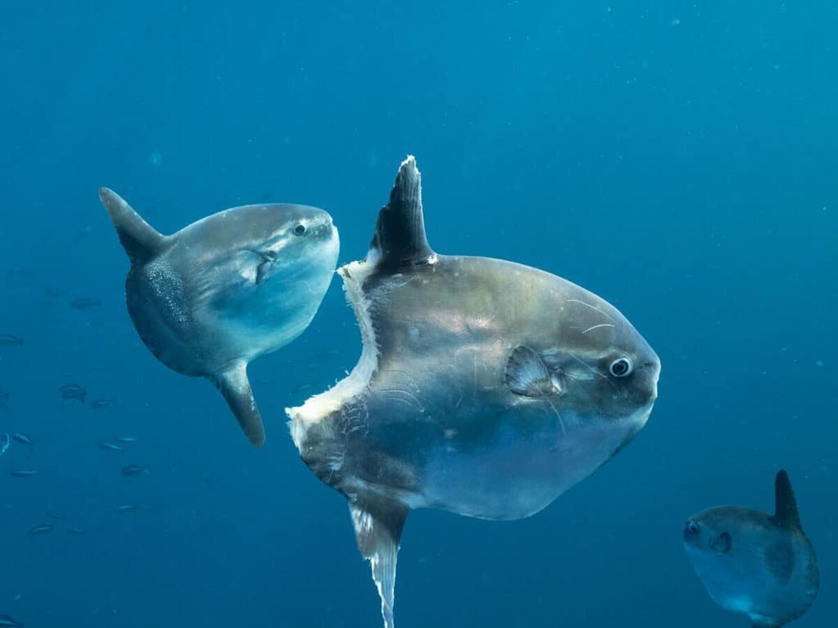 Mola Mola: Непохватният гигант на океана, който не спира да ни изненадва